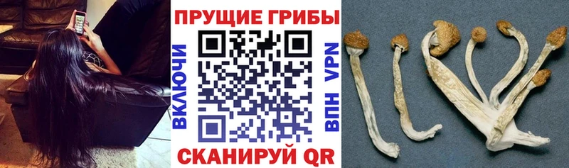 Псилоцибиновые грибы Psilocybe  Ковылкино 